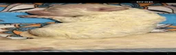 Cavachon dogs for sale: Cavachon Puppies  - Advert 15