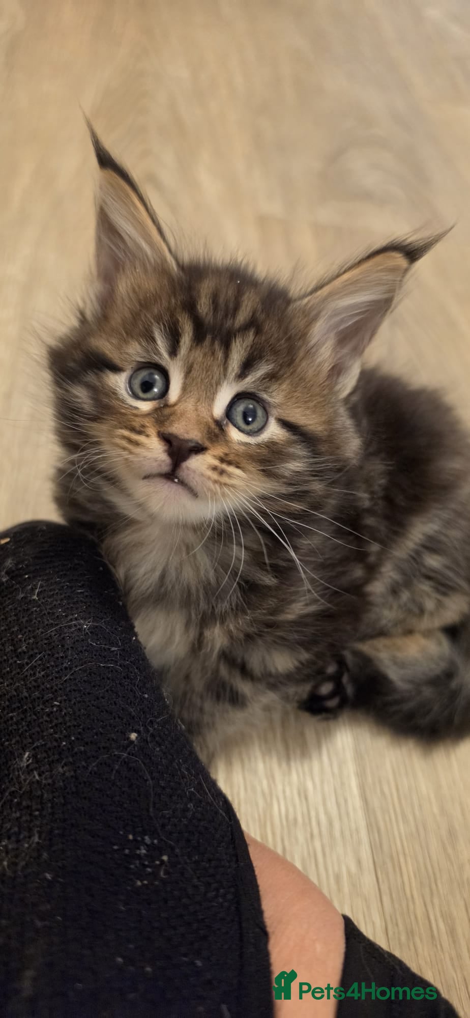 Maine Coon cats Maine Coon kittens  - Advert 1