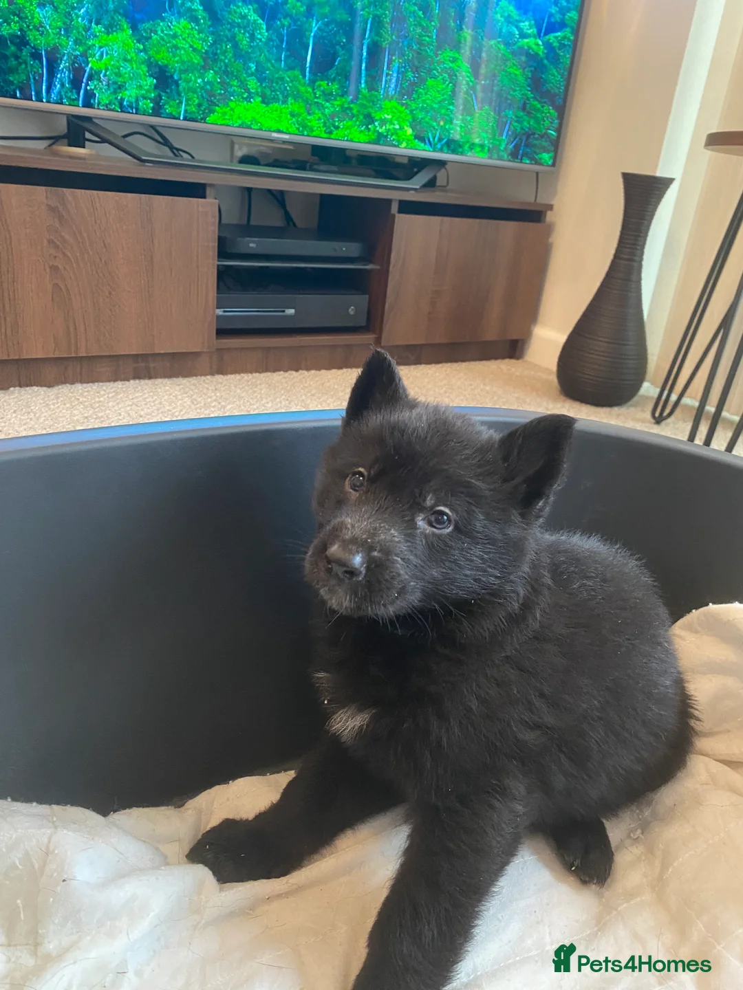 German Shepherd dogs for sale: German shepherd puppies  - Advert 12