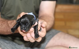 Cocker Spaniel dogs for sale: Cocker spaniels - Image 9