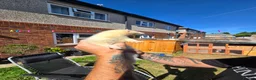 Ferret rodents for sale: Jill and Hob 10 week old - Advert 10