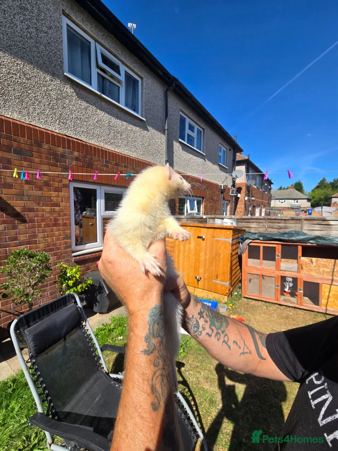 Ferret rodents for sale: Jill and Hob 10 week old - Advert 10