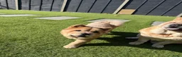Chow Chow dogs for sale: Female fawn smooth coat chow chow  - Advert 4