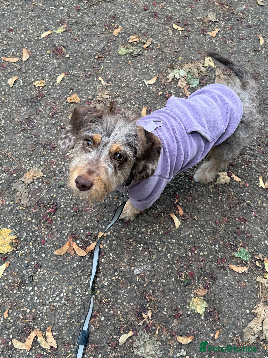 Mixed Breed dogs for sale: 10 month old mini dachshund/jack Russell male   - Advert 2