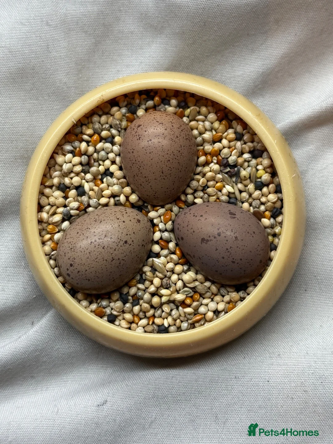 Quail poultry for sale: Chinese painted Quail hatching eggs - Advert 2