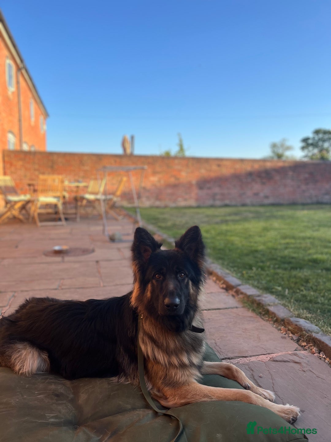 German Shepherd dogs for sale: Maximus, 18 months old - Image 1