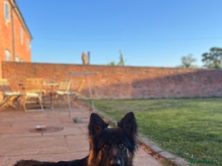 German Shepherd dogs for sale - Advert 1