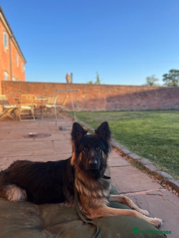 German Shepherd dogs - Advert 1