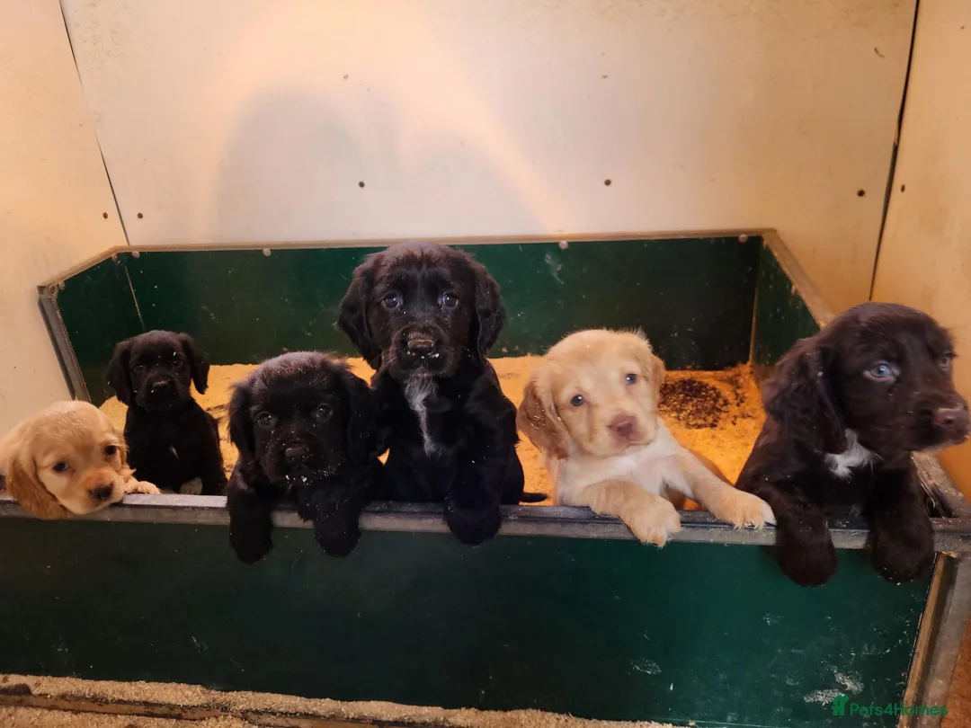 Cocker Spaniel dogs for sale: Cocker Spaniel puppies  - Advert 2