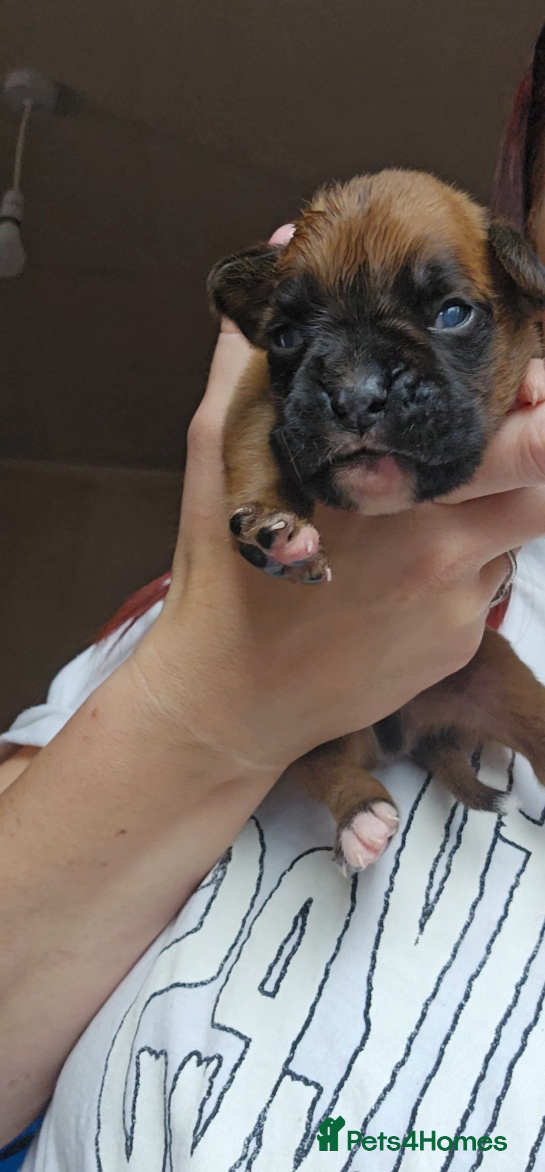 Boxer dogs for sale: *** ONLY 2 LEFT!!! *** - Image 22