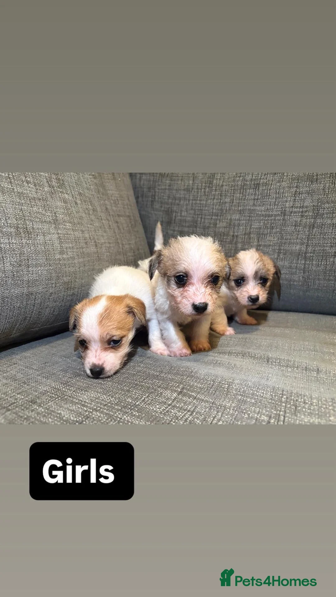 Mixed Breed dogs for sale: Jack Russel terriers  - Advert 1