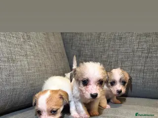 Mixed Breed dogs Jack Russel terriers - Advert 1