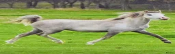 Welsh Section A horses for sale: BEAUTIFUL 2yr filly - Advert 5