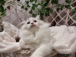 Ragdoll cats Exceptional Tica Registered Ragdoll Kittens - Advert 8