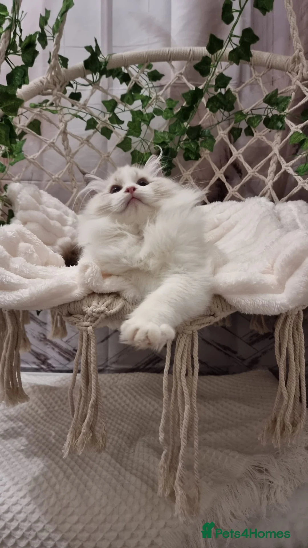 Ragdoll cats for sale: Exceptional Tica Registered Ragdoll Kittens - Advert 2