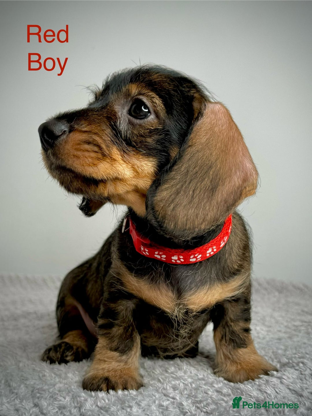 Miniature Dachshund dogs for sale: KC Reg Wire Haired Miniature Dachshund Puppies  - Advert 23