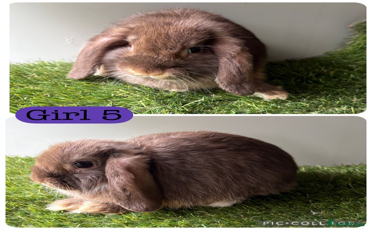 Mini Lop rabbits in Manchester - Advert 2