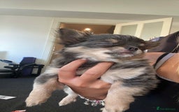 Chihuahua dogs for sale: NOW SOLD KCreg Longhair chiChamp/russian Line in Stevenston - Image 33