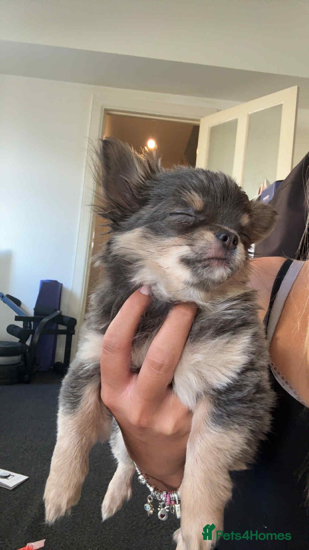 Chihuahua dogs for sale: NOW SOLD KCreg Longhair chiChamp/russian Line in Stevenston - Image 33