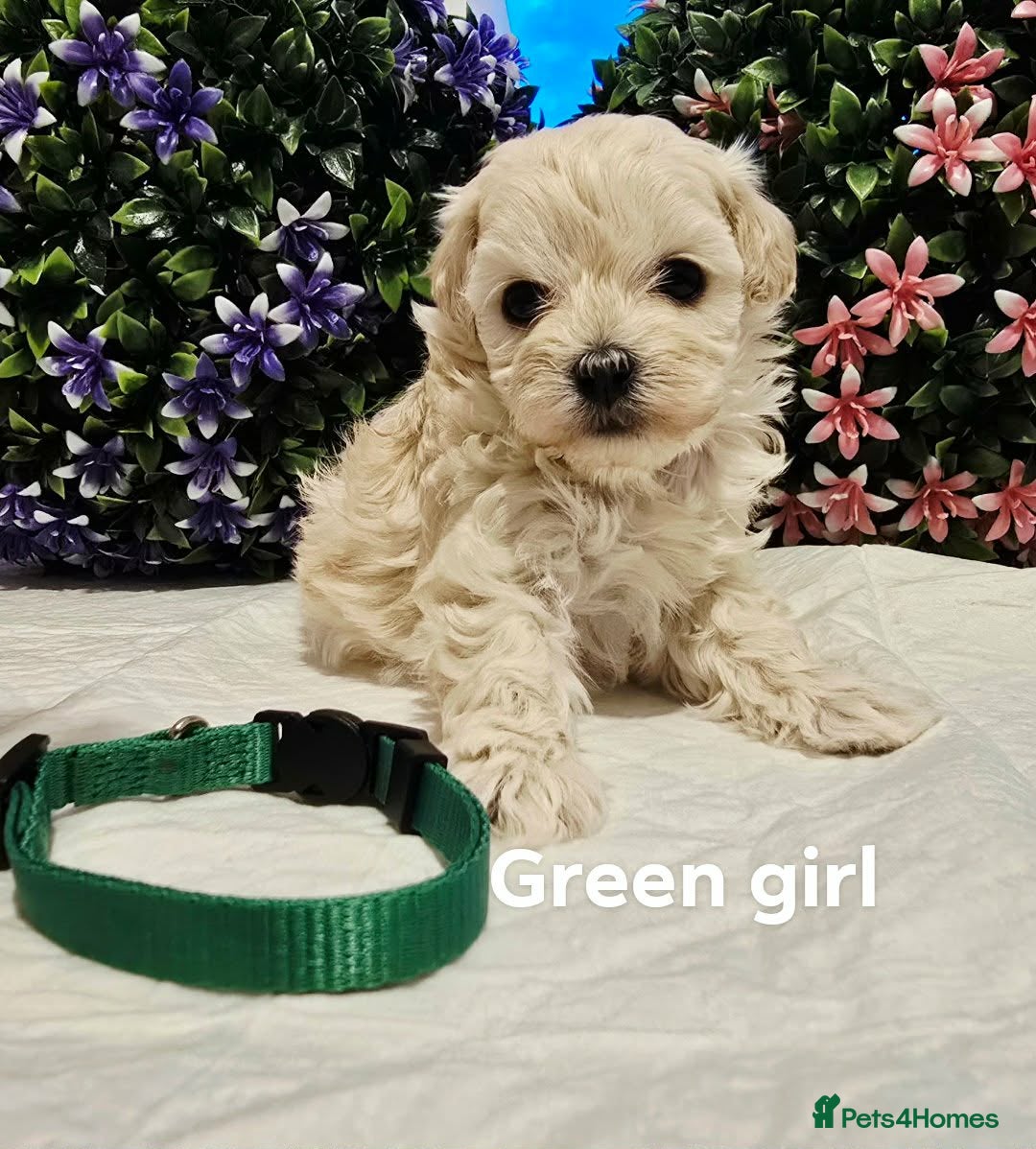 Maltipoo dogs Maltippo puppies  - Advert 5