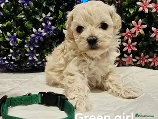 Maltipoo dogs Maltippo puppies NEW PRICE !!!!! - Advert 3