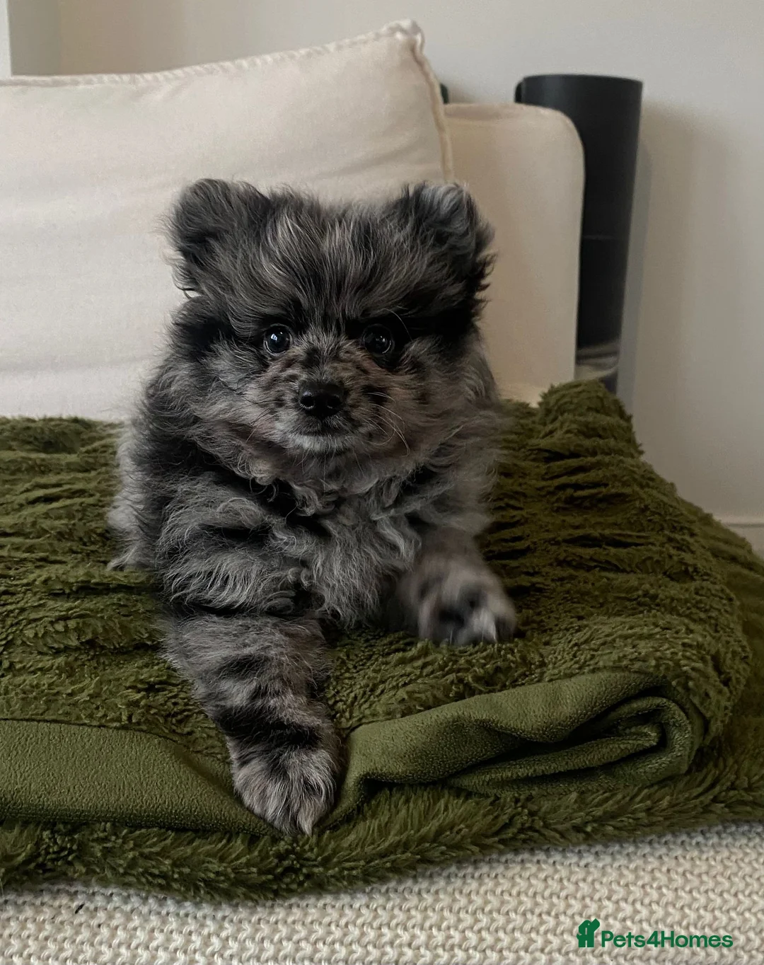 Pomeranian dogs for stud: NEXT GEN BLUE MERLE POM PUPS INCOMING - Advert 6