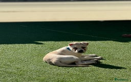 Mixed Breed dogs for sale: German sheppard mixed  - Image 2