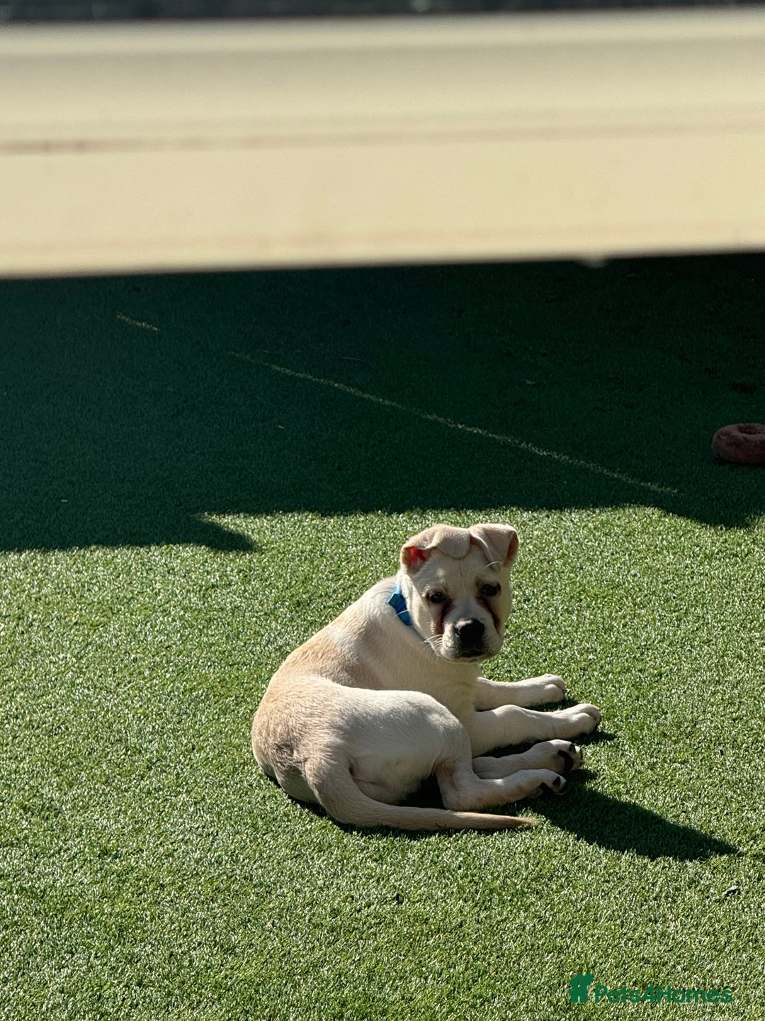 Mixed Breed dogs for sale: German sheppard mixed  - Image 2