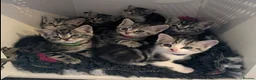 British Shorthair cats for sale: GCCF British Shorthair Silver Tabby Kittens - Advert 3