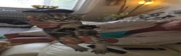 Russian Blue cats for sale: Russian tabys in Burnley - Advert 8