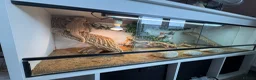 Lizard reptiles for sale: Red beared dragon  in Waltham Abbey - Advert 3