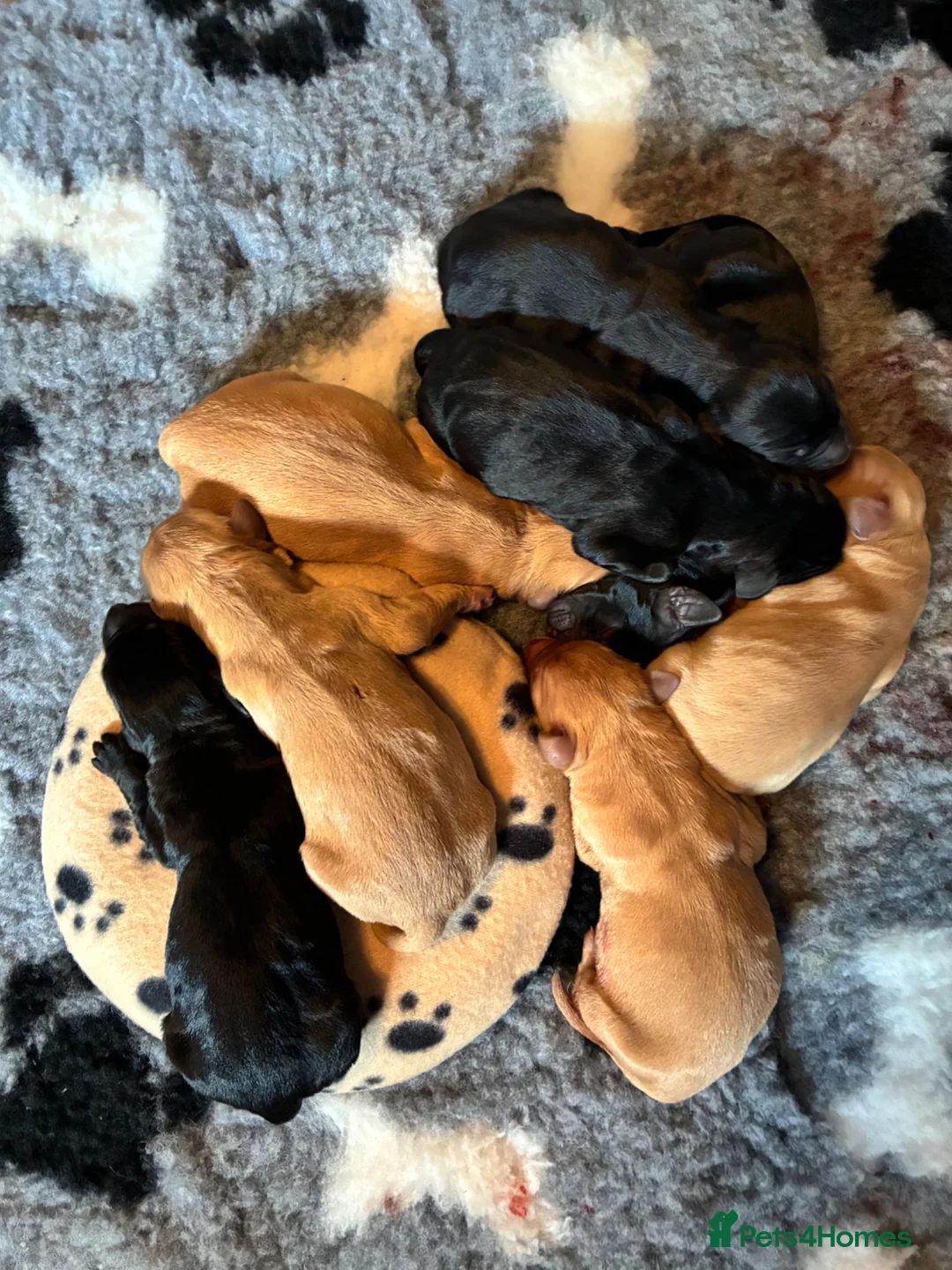 Labradoodle dogs for sale: Stunning Labradoodle Puppies, Family raised  - Advert 1