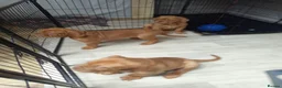 Dogue De Bordeaux dogs for sale: Dogue de Bordeaux puppies - Advert 4