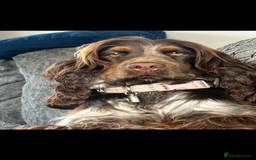 Cocker Spaniel dogs for sale: Litter of show type cocker spaniels  - Image 4