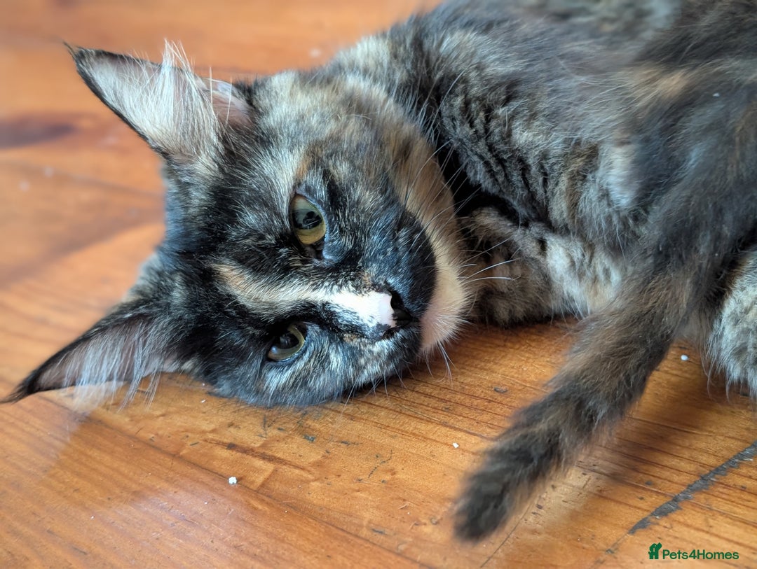 Maine Coon cats for sale: Maine Coon kittens  - Image 3
