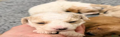 Cavapoo 5