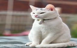 Abyssinian cats for sale: Poli  - Image 1