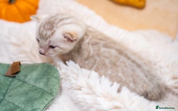 Bengal cats for sale: Pure Snow Bengals-TICA champions pedigree-Stunning - Image 15
