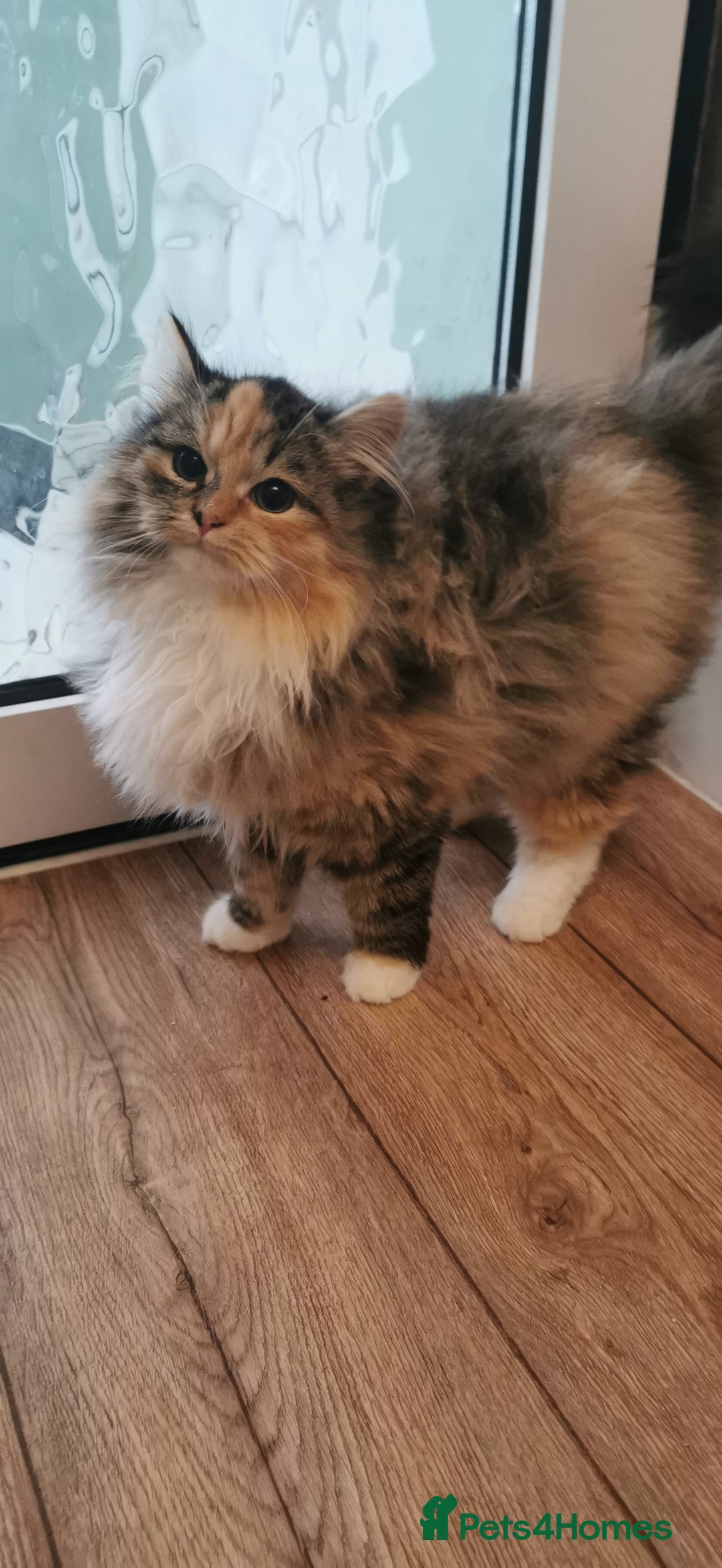 Siberian cats for sale: Unique Siberian Calico kitten  - Advert 1