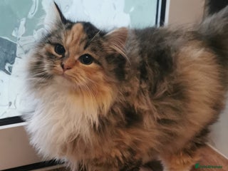 Siberian cats Unique Siberian Calico kitten - Advert 1