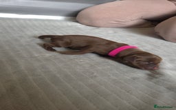 Labrador Retriever dogs for sale: Beautiful pedigree labrador puppies  - Image 24