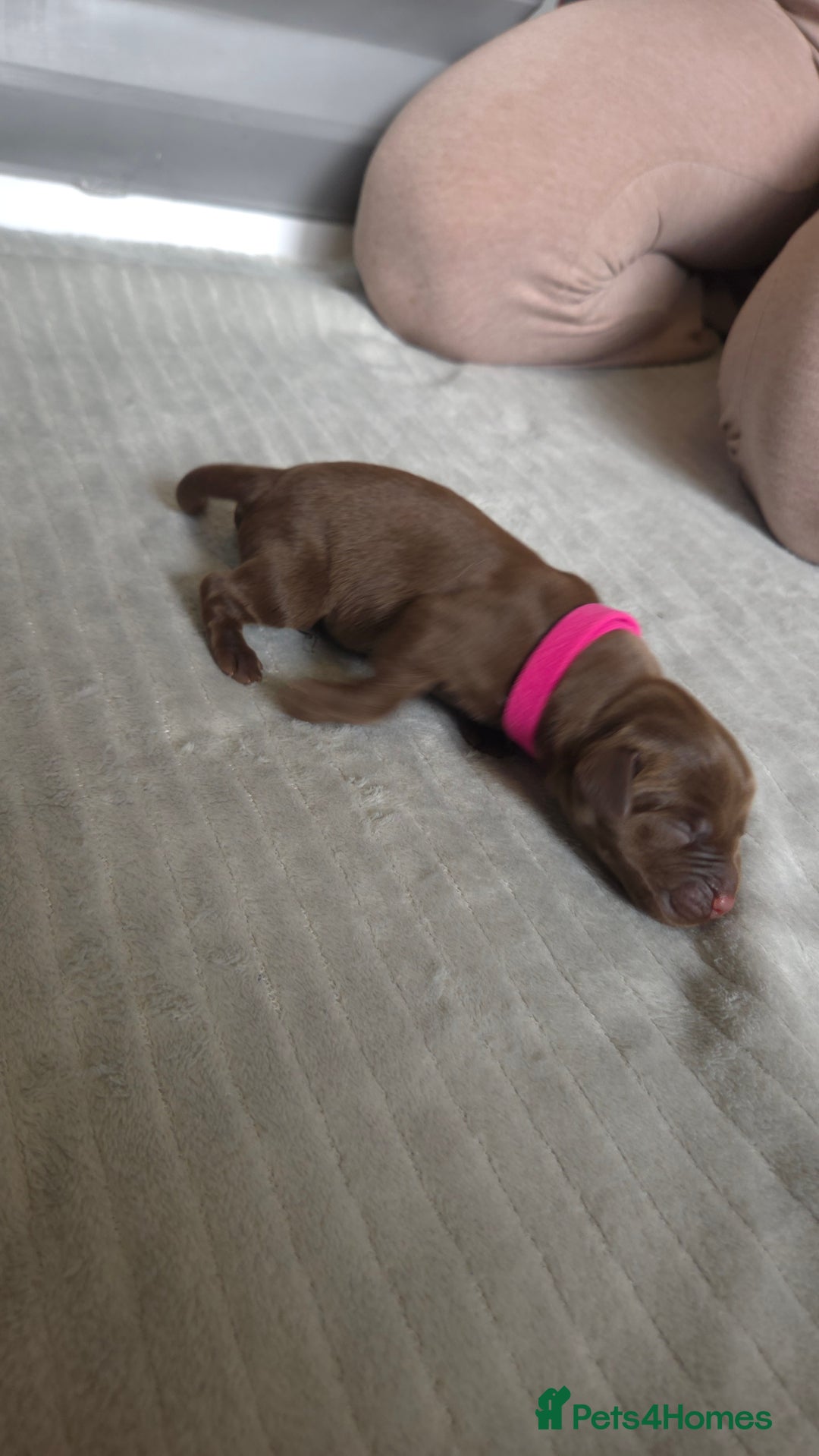 Labrador Retriever dogs for sale: Beautiful pedigree labrador puppies  - Image 24