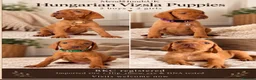 Hungarian Vizsla dogs for sale: Little Hungarians, Big ♥️ RKC Vizsla Puppies - Advert 8