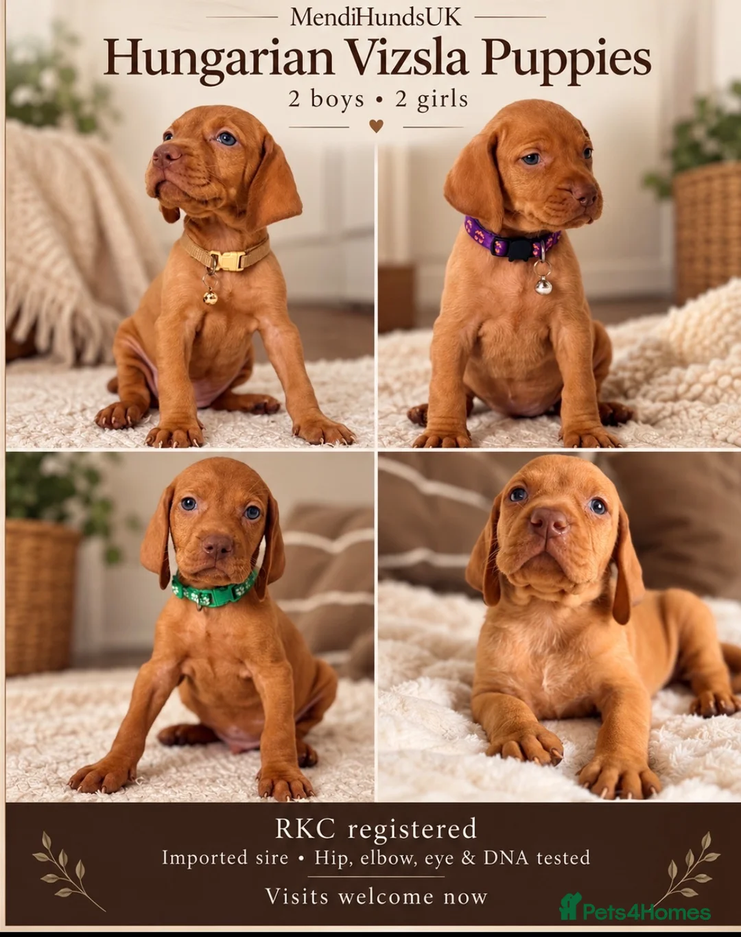 Hungarian Vizsla dogs for sale: Little Hungarians, Big ♥️ RKC Vizsla Puppies - Advert 8