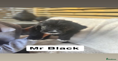 Mixed Breed dogs - Advert 10