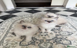 Ragdoll cats for sale: 🎀 Purebred European Ragdoll kittens 🎀  - Image 1