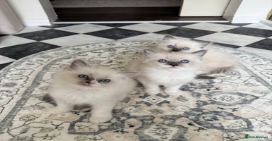 Ragdoll cats - Advert 3