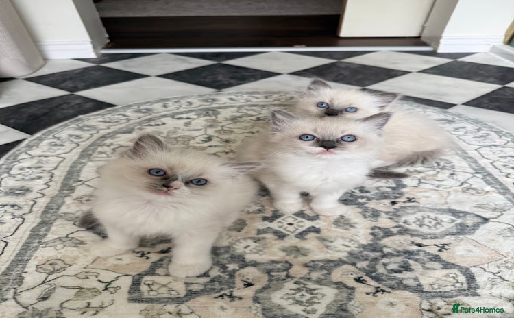 Ragdoll cats - Advert 12