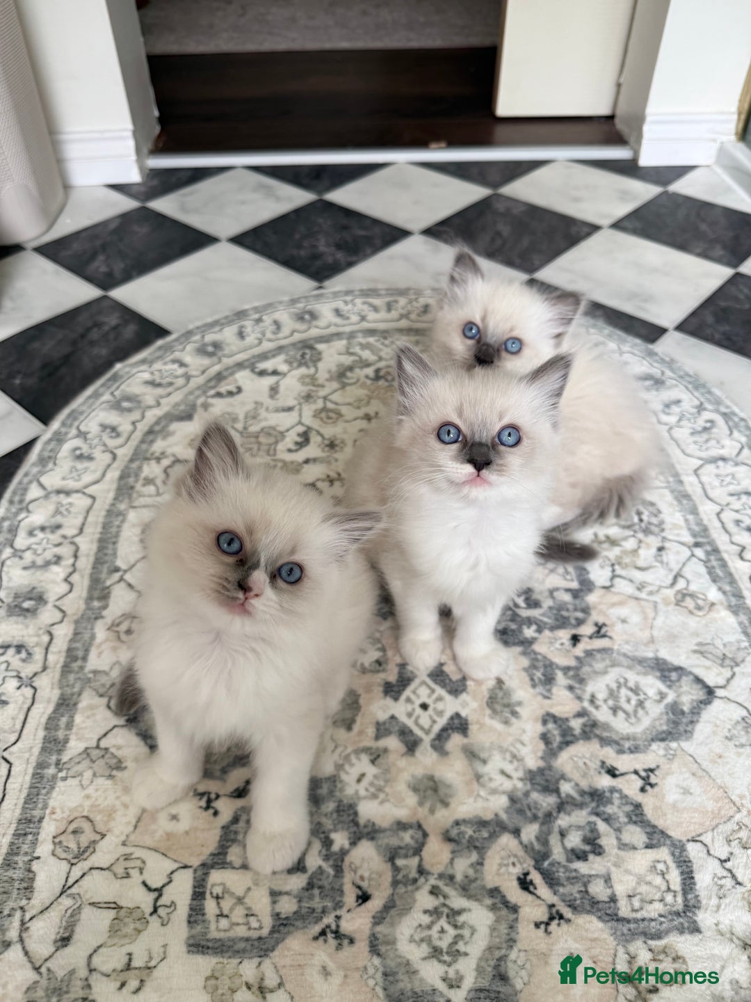 Ragdoll cats for sale: 🎀 Purebred European Ragdoll kittens 🎀  - Image 1