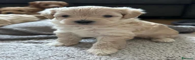 Maltipoo Puppy 5